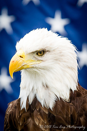 "American" Eagle 3 - 2015