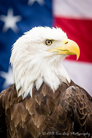 "American" Eagle 1 - 2015
