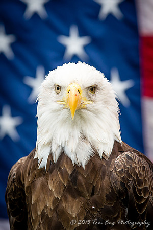 "American" Eagle 2 - 2015