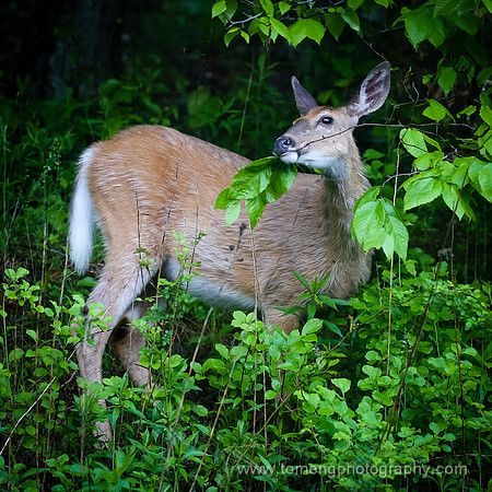 Deer-15